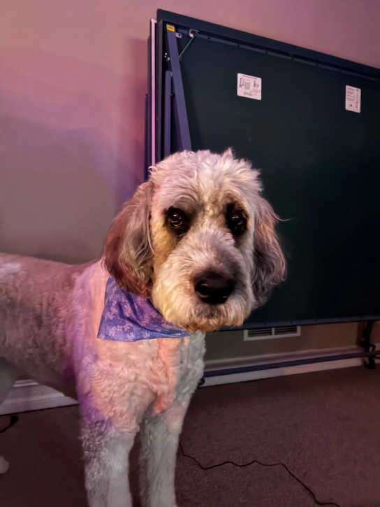 dog 